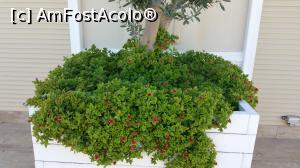 [P13] Gural Premier Belek - flori » foto by nicole33
 - 
<span class="allrVoted glyphicon glyphicon-heart hidden" id="av1135732"></span>
<a class="m-l-10 hidden" id="sv1135732" onclick="voting_Foto_DelVot(,1135732,74)" role="button">șterge vot <span class="glyphicon glyphicon-remove"></span></a>
<a id="v91135732" class=" c-red"  onclick="voting_Foto_SetVot(1135732)" role="button"><span class="glyphicon glyphicon-heart-empty"></span> <b>LIKE</b> = Votează poza</a> <img class="hidden"  id="f1135732W9" src="/imagini/loader.gif" border="0" /><span class="AjErrMes hidden" id="e1135732ErM"></span>
