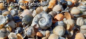 [P17] Noutăți printre scoici » foto by Rofri
 - 
<span class="allrVoted glyphicon glyphicon-heart hidden" id="av1239103"></span>
<a class="m-l-10 hidden" id="sv1239103" onclick="voting_Foto_DelVot(,1239103,766)" role="button">șterge vot <span class="glyphicon glyphicon-remove"></span></a>
<a id="v91239103" class=" c-red"  onclick="voting_Foto_SetVot(1239103)" role="button"><span class="glyphicon glyphicon-heart-empty"></span> <b>LIKE</b> = Votează poza</a> <img class="hidden"  id="f1239103W9" src="/imagini/loader.gif" border="0" /><span class="AjErrMes hidden" id="e1239103ErM"></span>