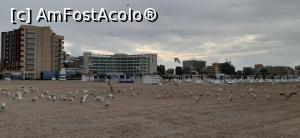 [P23] Acum au și pescărușii loc pe plajă! » foto by Rofri
 - 
<span class="allrVoted glyphicon glyphicon-heart hidden" id="av1239110"></span>
<a class="m-l-10 hidden" id="sv1239110" onclick="voting_Foto_DelVot(,1239110,766)" role="button">șterge vot <span class="glyphicon glyphicon-remove"></span></a>
<a id="v91239110" class=" c-red"  onclick="voting_Foto_SetVot(1239110)" role="button"><span class="glyphicon glyphicon-heart-empty"></span> <b>LIKE</b> = Votează poza</a> <img class="hidden"  id="f1239110W9" src="/imagini/loader.gif" border="0" /><span class="AjErrMes hidden" id="e1239110ErM"></span>