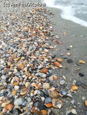 [P16] Pat de scoici la mal. » foto by tata123 🔱
 - 
<span class="allrVoted glyphicon glyphicon-heart hidden" id="av1236717"></span>
<a class="m-l-10 hidden" id="sv1236717" onclick="voting_Foto_DelVot(,1236717,766)" role="button">șterge vot <span class="glyphicon glyphicon-remove"></span></a>
<a id="v91236717" class=" c-red"  onclick="voting_Foto_SetVot(1236717)" role="button"><span class="glyphicon glyphicon-heart-empty"></span> <b>LIKE</b> = Votează poza</a> <img class="hidden"  id="f1236717W9" src="/imagini/loader.gif" border="0" /><span class="AjErrMes hidden" id="e1236717ErM"></span>