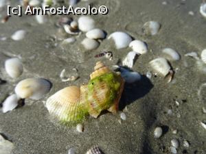 [P02] Pe plajă în Mamaia-Sat. » foto by tata123 🔱
 - 
<span class="allrVoted glyphicon glyphicon-heart hidden" id="av1169158"></span>
<a class="m-l-10 hidden" id="sv1169158" onclick="voting_Foto_DelVot(,1169158,766)" role="button">șterge vot <span class="glyphicon glyphicon-remove"></span></a>
<a id="v91169158" class=" c-red"  onclick="voting_Foto_SetVot(1169158)" role="button"><span class="glyphicon glyphicon-heart-empty"></span> <b>LIKE</b> = Votează poza</a> <img class="hidden"  id="f1169158W9" src="/imagini/loader.gif" border="0" /><span class="AjErrMes hidden" id="e1169158ErM"></span>