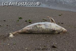 [P19] Delfin mort pe plaja de la Popasul Pescarilor. » foto by cod_gabriel
 - 
<span class="allrVoted glyphicon glyphicon-heart hidden" id="av1380921"></span>
<a class="m-l-10 hidden" id="sv1380921" onclick="voting_Foto_DelVot(,1380921,817)" role="button">șterge vot <span class="glyphicon glyphicon-remove"></span></a>
<a id="v91380921" class=" c-red"  onclick="voting_Foto_SetVot(1380921)" role="button"><span class="glyphicon glyphicon-heart-empty"></span> <b>LIKE</b> = Votează poza</a> <img class="hidden"  id="f1380921W9" src="/imagini/loader.gif" border="0" /><span class="AjErrMes hidden" id="e1380921ErM"></span>