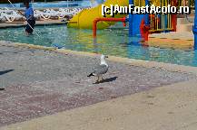 [P02] Dupa ce fura de prin farfurii mai avea chef si de o baie la piscina! » foto by kelyboy
 - 
<span class="allrVoted glyphicon glyphicon-heart hidden" id="av319362"></span>
<a class="m-l-10 hidden" id="sv319362" onclick="voting_Foto_DelVot(,319362,920)" role="button">șterge vot <span class="glyphicon glyphicon-remove"></span></a>
<a id="v9319362" class=" c-red"  onclick="voting_Foto_SetVot(319362)" role="button"><span class="glyphicon glyphicon-heart-empty"></span> <b>LIKE</b> = Votează poza</a> <img class="hidden"  id="f319362W9" src="/imagini/loader.gif" border="0" /><span class="AjErrMes hidden" id="e319362ErM"></span>