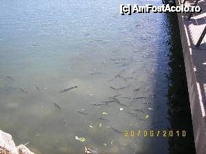 [P01] Bancuri de peşti, unii foarte mari, în portul de iahturi din Peniscola.  » foto by bose
 - 
<span class="allrVoted glyphicon glyphicon-heart hidden" id="av395004"></span>
<a class="m-l-10 hidden" id="sv395004" onclick="voting_Foto_DelVot(,395004,959)" role="button">șterge vot <span class="glyphicon glyphicon-remove"></span></a>
<a id="v9395004" class=" c-red"  onclick="voting_Foto_SetVot(395004)" role="button"><span class="glyphicon glyphicon-heart-empty"></span> <b>LIKE</b> = Votează poza</a> <img class="hidden"  id="f395004W9" src="/imagini/loader.gif" border="0" /><span class="AjErrMes hidden" id="e395004ErM"></span>
