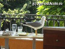 [P25] pescarusii si vrabiutele erau de-ai casei, poza de pe terasa restaurantului » foto by adrian/
 - 
<span class="allrVoted glyphicon glyphicon-heart hidden" id="av11865"></span>
<a class="m-l-10 hidden" id="sv11865" onclick="voting_Foto_DelVot(,11865,978)" role="button">șterge vot <span class="glyphicon glyphicon-remove"></span></a>
<a id="v911865" class=" c-red"  onclick="voting_Foto_SetVot(11865)" role="button"><span class="glyphicon glyphicon-heart-empty"></span> <b>LIKE</b> = Votează poza</a> <img class="hidden"  id="f11865W9" src="/imagini/loader.gif" border="0" /><span class="AjErrMes hidden" id="e11865ErM"></span>