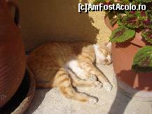 [P08] In acest moment chiar mi-as dori sa fiu pisica , ce viata(pardon , vieti) » foto by ionescunic
 - 
<span class="allrVoted glyphicon glyphicon-heart hidden" id="av146026"></span>
<a class="m-l-10 hidden" id="sv146026" onclick="voting_Foto_DelVot(,146026,993)" role="button">șterge vot <span class="glyphicon glyphicon-remove"></span></a>
<a id="v9146026" class=" c-red"  onclick="voting_Foto_SetVot(146026)" role="button"><span class="glyphicon glyphicon-heart-empty"></span> <b>LIKE</b> = Votează poza</a> <img class="hidden"  id="f146026W9" src="/imagini/loader.gif" border="0" /><span class="AjErrMes hidden" id="e146026ErM"></span>