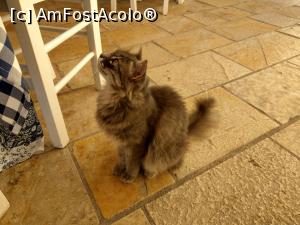 P21 [AUG-2021] Cea mai dulce pisicuță întâlnită în Gaios.