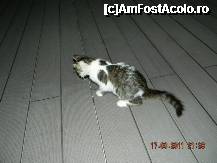 [P30] Mascota hotelului la vânătoare pe terasă » foto by cipi45*
 - 
<span class="allrVoted glyphicon glyphicon-heart hidden" id="av246196"></span>
<a class="m-l-10 hidden" id="sv246196" onclick="voting_Foto_DelVot(,246196,994)" role="button">șterge vot <span class="glyphicon glyphicon-remove"></span></a>
<a id="v9246196" class=" c-red"  onclick="voting_Foto_SetVot(246196)" role="button"><span class="glyphicon glyphicon-heart-empty"></span> <b>LIKE</b> = Votează poza</a> <img class="hidden"  id="f246196W9" src="/imagini/loader.gif" border="0" /><span class="AjErrMes hidden" id="e246196ErM"></span>