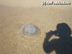 [P20] Nu am vazut niciodata o meduza atat de mare (cat o palarie de soare), dar era chiar draguta. Avea niste reflexe albastrui care nu se disting in fotografie, totusi se zice ca inteapa foarte tare.  » foto by bica adriana
 - 
<span class="allrVoted glyphicon glyphicon-heart hidden" id="av470605"></span>
<a class="m-l-10 hidden" id="sv470605" onclick="voting_Foto_DelVot(,470605,1042)" role="button">șterge vot <span class="glyphicon glyphicon-remove"></span></a>
<a id="v9470605" class=" c-red"  onclick="voting_Foto_SetVot(470605)" role="button"><span class="glyphicon glyphicon-heart-empty"></span> <b>LIKE</b> = Votează poza</a> <img class="hidden"  id="f470605W9" src="/imagini/loader.gif" border="0" /><span class="AjErrMes hidden" id="e470605ErM"></span>