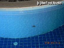 [P25] broaca in piscina » foto by xxxrobi*
 - 
<span class="allrVoted glyphicon glyphicon-heart hidden" id="av216171"></span>
<a class="m-l-10 hidden" id="sv216171" onclick="voting_Foto_DelVot(,216171,1057)" role="button">șterge vot <span class="glyphicon glyphicon-remove"></span></a>
<a id="v9216171" class=" c-red"  onclick="voting_Foto_SetVot(216171)" role="button"><span class="glyphicon glyphicon-heart-empty"></span> <b>LIKE</b> = Votează poza</a> <img class="hidden"  id="f216171W9" src="/imagini/loader.gif" border="0" /><span class="AjErrMes hidden" id="e216171ErM"></span>