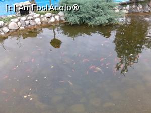 [P05] Iaz cu pesti langa una dintre piscinele exterioare » foto by dianamea
 - 
<span class="allrVoted glyphicon glyphicon-heart hidden" id="av799481"></span>
<a class="m-l-10 hidden" id="sv799481" onclick="voting_Foto_DelVot(,799481,1079)" role="button">șterge vot <span class="glyphicon glyphicon-remove"></span></a>
<a id="v9799481" class=" c-red"  onclick="voting_Foto_SetVot(799481)" role="button"><span class="glyphicon glyphicon-heart-empty"></span> <b>LIKE</b> = Votează poza</a> <img class="hidden"  id="f799481W9" src="/imagini/loader.gif" border="0" /><span class="AjErrMes hidden" id="e799481ErM"></span>