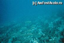 [P13] Antisamos beach - under water » foto by teo_05t
 - 
<span class="allrVoted glyphicon glyphicon-heart hidden" id="av3406"></span>
<a class="m-l-10 hidden" id="sv3406" onclick="voting_Foto_DelVot(,3406,1121)" role="button">șterge vot <span class="glyphicon glyphicon-remove"></span></a>
<a id="v93406" class=" c-red"  onclick="voting_Foto_SetVot(3406)" role="button"><span class="glyphicon glyphicon-heart-empty"></span> <b>LIKE</b> = Votează poza</a> <img class="hidden"  id="f3406W9" src="/imagini/loader.gif" border="0" /><span class="AjErrMes hidden" id="e3406ErM"></span>