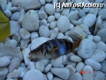 [P05]  -- <small>// FĂRĂ DESCRIERE</small> » foto by teo_05t
 - 
<span class="allrVoted glyphicon glyphicon-heart hidden" id="av3394"></span>
<a class="m-l-10 hidden" id="sv3394" onclick="voting_Foto_DelVot(,3394,1121)" role="button">șterge vot <span class="glyphicon glyphicon-remove"></span></a>
<a id="v93394" class=" c-red"  onclick="voting_Foto_SetVot(3394)" role="button"><span class="glyphicon glyphicon-heart-empty"></span> <b>LIKE</b> = Votează poza</a> <img class="hidden"  id="f3394W9" src="/imagini/loader.gif" border="0" /><span class="AjErrMes hidden" id="e3394ErM"></span>