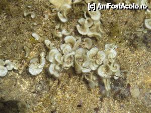 [P08] Nu stiu ce sunt, dar cresc pe stanci » foto by elena_iasi
 - 
<span class="allrVoted glyphicon glyphicon-heart hidden" id="av448875"></span>
<a class="m-l-10 hidden" id="sv448875" onclick="voting_Foto_DelVot(,448875,1121)" role="button">șterge vot <span class="glyphicon glyphicon-remove"></span></a>
<a id="v9448875" class=" c-red"  onclick="voting_Foto_SetVot(448875)" role="button"><span class="glyphicon glyphicon-heart-empty"></span> <b>LIKE</b> = Votează poza</a> <img class="hidden"  id="f448875W9" src="/imagini/loader.gif" border="0" /><span class="AjErrMes hidden" id="e448875ErM"></span>