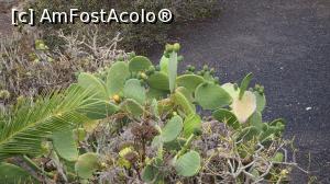 [P11] Fructe de cactus - în magazine se vinde dulceață făcută din așa ceva » foto by DanCld
 - 
<span class="allrVoted glyphicon glyphicon-heart hidden" id="av1004423"></span>
<a class="m-l-10 hidden" id="sv1004423" onclick="voting_Foto_DelVot(,1004423,1154)" role="button">șterge vot <span class="glyphicon glyphicon-remove"></span></a>
<a id="v91004423" class=" c-red"  onclick="voting_Foto_SetVot(1004423)" role="button"><span class="glyphicon glyphicon-heart-empty"></span> <b>LIKE</b> = Votează poza</a> <img class="hidden"  id="f1004423W9" src="/imagini/loader.gif" border="0" /><span class="AjErrMes hidden" id="e1004423ErM"></span>