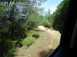 [P49] Skiathos - în drum spre Kastro am avut surpriza să dăm și peste alți participanți la trafic. :) » foto by Cris
 - 
<span class="allrVoted glyphicon glyphicon-heart hidden" id="av865674"></span>
<a class="m-l-10 hidden" id="sv865674" onclick="voting_Foto_DelVot(,865674,1166)" role="button">șterge vot <span class="glyphicon glyphicon-remove"></span></a>
<a id="v9865674" class=" c-red"  onclick="voting_Foto_SetVot(865674)" role="button"><span class="glyphicon glyphicon-heart-empty"></span> <b>LIKE</b> = Votează poza</a> <img class="hidden"  id="f865674W9" src="/imagini/loader.gif" border="0" /><span class="AjErrMes hidden" id="e865674ErM"></span>