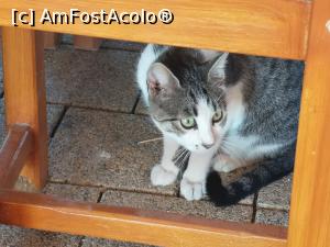 [P54] O pisicuță pofticioasă » foto by crismis
 - 
<span class="allrVoted glyphicon glyphicon-heart hidden" id="av1137147"></span>
<a class="m-l-10 hidden" id="sv1137147" onclick="voting_Foto_DelVot(,1137147,1172)" role="button">șterge vot <span class="glyphicon glyphicon-remove"></span></a>
<a id="v91137147" class=" c-red"  onclick="voting_Foto_SetVot(1137147)" role="button"><span class="glyphicon glyphicon-heart-empty"></span> <b>LIKE</b> = Votează poza</a> <img class="hidden"  id="f1137147W9" src="/imagini/loader.gif" border="0" /><span class="AjErrMes hidden" id="e1137147ErM"></span>