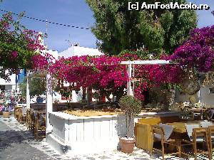[P21] O terasă acoperită de flori de bougainvillea.  » foto by Rodel
 - 
<span class="allrVoted glyphicon glyphicon-heart hidden" id="av638565"></span>
<a class="m-l-10 hidden" id="sv638565" onclick="voting_Foto_DelVot(,638565,1176)" role="button">șterge vot <span class="glyphicon glyphicon-remove"></span></a>
<a id="v9638565" class=" c-red"  onclick="voting_Foto_SetVot(638565)" role="button"><span class="glyphicon glyphicon-heart-empty"></span> <b>LIKE</b> = Votează poza</a> <img class="hidden"  id="f638565W9" src="/imagini/loader.gif" border="0" /><span class="AjErrMes hidden" id="e638565ErM"></span>