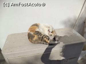 [P48] O pisica artista din Chora » foto by mogly
 - 
<span class="allrVoted glyphicon glyphicon-heart hidden" id="av797817"></span>
<a class="m-l-10 hidden" id="sv797817" onclick="voting_Foto_DelVot(,797817,1176)" role="button">șterge vot <span class="glyphicon glyphicon-remove"></span></a>
<a id="v9797817" class=" c-red"  onclick="voting_Foto_SetVot(797817)" role="button"><span class="glyphicon glyphicon-heart-empty"></span> <b>LIKE</b> = Votează poza</a> <img class="hidden"  id="f797817W9" src="/imagini/loader.gif" border="0" /><span class="AjErrMes hidden" id="e797817ErM"></span>