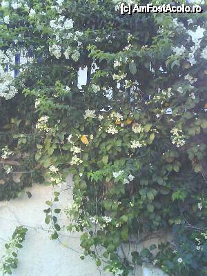 [P07] Vegetatie luxurianta pe zidurile caselor.  » foto by octaviansz
 - 
<span class="allrVoted glyphicon glyphicon-heart hidden" id="av411508"></span>
<a class="m-l-10 hidden" id="sv411508" onclick="voting_Foto_DelVot(,411508,1177)" role="button">șterge vot <span class="glyphicon glyphicon-remove"></span></a>
<a id="v9411508" class=" c-red"  onclick="voting_Foto_SetVot(411508)" role="button"><span class="glyphicon glyphicon-heart-empty"></span> <b>LIKE</b> = Votează poza</a> <img class="hidden"  id="f411508W9" src="/imagini/loader.gif" border="0" /><span class="AjErrMes hidden" id="e411508ErM"></span>