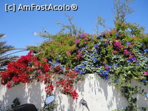 [P17] Și veselă culoare-Oia » foto by maryka
 - 
<span class="allrVoted glyphicon glyphicon-heart hidden" id="av866237"></span>
<a class="m-l-10 hidden" id="sv866237" onclick="voting_Foto_DelVot(,866237,1177)" role="button">șterge vot <span class="glyphicon glyphicon-remove"></span></a>
<a id="v9866237" class=" c-red"  onclick="voting_Foto_SetVot(866237)" role="button"><span class="glyphicon glyphicon-heart-empty"></span> <b>LIKE</b> = Votează poza</a> <img class="hidden"  id="f866237W9" src="/imagini/loader.gif" border="0" /><span class="AjErrMes hidden" id="e866237ErM"></span>