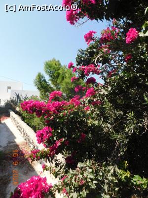 P20 [SEP-2020] Altă bougainvillea de Pyrgos