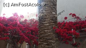 [P58] Bougaivillea pe lângă un palmier » foto by irinad
 - 
<span class="allrVoted glyphicon glyphicon-heart hidden" id="av740504"></span>
<a class="m-l-10 hidden" id="sv740504" onclick="voting_Foto_DelVot(,740504,1227)" role="button">șterge vot <span class="glyphicon glyphicon-remove"></span></a>
<a id="v9740504" class=" c-red"  onclick="voting_Foto_SetVot(740504)" role="button"><span class="glyphicon glyphicon-heart-empty"></span> <b>LIKE</b> = Votează poza</a> <img class="hidden"  id="f740504W9" src="/imagini/loader.gif" border="0" /><span class="AjErrMes hidden" id="e740504ErM"></span>