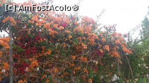 [P65] O bougainvillea multicoloră » foto by irinad
 - 
<span class="allrVoted glyphicon glyphicon-heart hidden" id="av740511"></span>
<a class="m-l-10 hidden" id="sv740511" onclick="voting_Foto_DelVot(,740511,1227)" role="button">șterge vot <span class="glyphicon glyphicon-remove"></span></a>
<a id="v9740511" class=" c-red"  onclick="voting_Foto_SetVot(740511)" role="button"><span class="glyphicon glyphicon-heart-empty"></span> <b>LIKE</b> = Votează poza</a> <img class="hidden"  id="f740511W9" src="/imagini/loader.gif" border="0" /><span class="AjErrMes hidden" id="e740511ErM"></span>