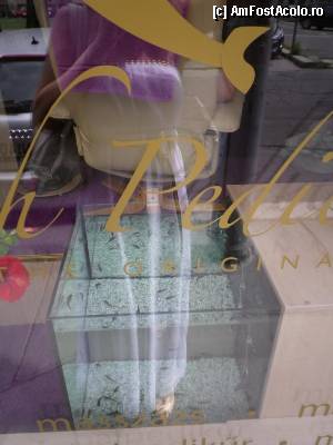 [P01] noul trend in materie de pedicura in saloanele din Budapesta. pestisorii fac toata treaba; -)  » foto by roxana.tomina
 - 
<span class="allrVoted glyphicon glyphicon-heart hidden" id="av356461"></span>
<a class="m-l-10 hidden" id="sv356461" onclick="voting_Foto_DelVot(,356461,1275)" role="button">șterge vot <span class="glyphicon glyphicon-remove"></span></a>
<a id="v9356461" class=" c-red"  onclick="voting_Foto_SetVot(356461)" role="button"><span class="glyphicon glyphicon-heart-empty"></span> <b>LIKE</b> = Votează poza</a> <img class="hidden"  id="f356461W9" src="/imagini/loader.gif" border="0" /><span class="AjErrMes hidden" id="e356461ErM"></span>