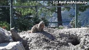[P17] 2013-Marmota in Parcul zoologic Sauze du Lac „La montagne aux Marmottes” » foto by zuzi
 - 
<span class="allrVoted glyphicon glyphicon-heart hidden" id="av607945"></span>
<a class="m-l-10 hidden" id="sv607945" onclick="voting_Foto_DelVot(,607945,1573)" role="button">șterge vot <span class="glyphicon glyphicon-remove"></span></a>
<a id="v9607945" class=" c-red"  onclick="voting_Foto_SetVot(607945)" role="button"><span class="glyphicon glyphicon-heart-empty"></span> <b>LIKE</b> = Votează poza</a> <img class="hidden"  id="f607945W9" src="/imagini/loader.gif" border="0" /><span class="AjErrMes hidden" id="e607945ErM"></span>