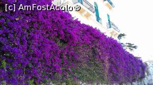 P12 [JUN-2017] Un perete întreg de bougainvillea în Taormina