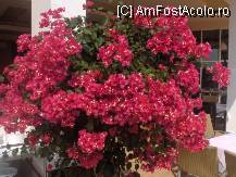 [P08] Floricele.... » foto by anka16
 - 
<span class="allrVoted glyphicon glyphicon-heart hidden" id="av119583"></span>
<a class="m-l-10 hidden" id="sv119583" onclick="voting_Foto_DelVot(,119583,1618)" role="button">șterge vot <span class="glyphicon glyphicon-remove"></span></a>
<a id="v9119583" class=" c-red"  onclick="voting_Foto_SetVot(119583)" role="button"><span class="glyphicon glyphicon-heart-empty"></span> <b>LIKE</b> = Votează poza</a> <img class="hidden"  id="f119583W9" src="/imagini/loader.gif" border="0" /><span class="AjErrMes hidden" id="e119583ErM"></span>