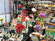 [P22] Bazar flori si suveniruri-Amsterdam » foto by Ricone
 - 
<span class="allrVoted glyphicon glyphicon-heart hidden" id="av375033"></span>
<a class="m-l-10 hidden" id="sv375033" onclick="voting_Foto_DelVot(,375033,1639)" role="button">șterge vot <span class="glyphicon glyphicon-remove"></span></a>
<a id="v9375033" class=" c-red"  onclick="voting_Foto_SetVot(375033)" role="button"><span class="glyphicon glyphicon-heart-empty"></span> <b>LIKE</b> = Votează poza</a> <img class="hidden"  id="f375033W9" src="/imagini/loader.gif" border="0" /><span class="AjErrMes hidden" id="e375033ErM"></span>