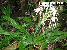 [P27] la baza plantelor imense , alte plante minunate » foto by a.sr*
 - 
<span class="allrVoted glyphicon glyphicon-heart hidden" id="av271263"></span>
<a class="m-l-10 hidden" id="sv271263" onclick="voting_Foto_DelVot(,271263,1639)" role="button">șterge vot <span class="glyphicon glyphicon-remove"></span></a>
<a id="v9271263" class=" c-red"  onclick="voting_Foto_SetVot(271263)" role="button"><span class="glyphicon glyphicon-heart-empty"></span> <b>LIKE</b> = Votează poza</a> <img class="hidden"  id="f271263W9" src="/imagini/loader.gif" border="0" /><span class="AjErrMes hidden" id="e271263ErM"></span>