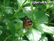 [P39]  -- <small>// FĂRĂ DESCRIERE</small> » foto by a.sr*
 - 
<span class="allrVoted glyphicon glyphicon-heart hidden" id="av271275"></span>
<a class="m-l-10 hidden" id="sv271275" onclick="voting_Foto_DelVot(,271275,1639)" role="button">șterge vot <span class="glyphicon glyphicon-remove"></span></a>
<a id="v9271275" class=" c-red"  onclick="voting_Foto_SetVot(271275)" role="button"><span class="glyphicon glyphicon-heart-empty"></span> <b>LIKE</b> = Votează poza</a> <img class="hidden"  id="f271275W9" src="/imagini/loader.gif" border="0" /><span class="AjErrMes hidden" id="e271275ErM"></span>