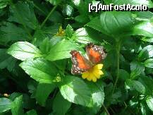 [P41]  -- <small>// FĂRĂ DESCRIERE</small> » foto by a.sr*
 - 
<span class="allrVoted glyphicon glyphicon-heart hidden" id="av271277"></span>
<a class="m-l-10 hidden" id="sv271277" onclick="voting_Foto_DelVot(,271277,1639)" role="button">șterge vot <span class="glyphicon glyphicon-remove"></span></a>
<a id="v9271277" class=" c-red"  onclick="voting_Foto_SetVot(271277)" role="button"><span class="glyphicon glyphicon-heart-empty"></span> <b>LIKE</b> = Votează poza</a> <img class="hidden"  id="f271277W9" src="/imagini/loader.gif" border="0" /><span class="AjErrMes hidden" id="e271277ErM"></span>