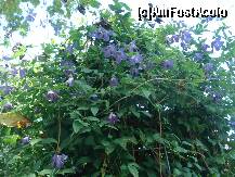 [P50] iar afara, intre clementine » foto by a.sr*
 - 
<span class="allrVoted glyphicon glyphicon-heart hidden" id="av271286"></span>
<a class="m-l-10 hidden" id="sv271286" onclick="voting_Foto_DelVot(,271286,1639)" role="button">șterge vot <span class="glyphicon glyphicon-remove"></span></a>
<a id="v9271286" class=" c-red"  onclick="voting_Foto_SetVot(271286)" role="button"><span class="glyphicon glyphicon-heart-empty"></span> <b>LIKE</b> = Votează poza</a> <img class="hidden"  id="f271286W9" src="/imagini/loader.gif" border="0" /><span class="AjErrMes hidden" id="e271286ErM"></span>