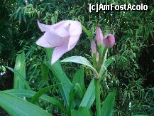 [P51] frumos ! » foto by a.sr*
 - 
<span class="allrVoted glyphicon glyphicon-heart hidden" id="av271287"></span>
<a class="m-l-10 hidden" id="sv271287" onclick="voting_Foto_DelVot(,271287,1639)" role="button">șterge vot <span class="glyphicon glyphicon-remove"></span></a>
<a id="v9271287" class=" c-red"  onclick="voting_Foto_SetVot(271287)" role="button"><span class="glyphicon glyphicon-heart-empty"></span> <b>LIKE</b> = Votează poza</a> <img class="hidden"  id="f271287W9" src="/imagini/loader.gif" border="0" /><span class="AjErrMes hidden" id="e271287ErM"></span>