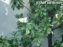 [P06] cred ca ... un ficus ? » foto by a.sr*
 - 
<span class="allrVoted glyphicon glyphicon-heart hidden" id="av271242"></span>
<a class="m-l-10 hidden" id="sv271242" onclick="voting_Foto_DelVot(,271242,1639)" role="button">șterge vot <span class="glyphicon glyphicon-remove"></span></a>
<a id="v9271242" class=" c-red"  onclick="voting_Foto_SetVot(271242)" role="button"><span class="glyphicon glyphicon-heart-empty"></span> <b>LIKE</b> = Votează poza</a> <img class="hidden"  id="f271242W9" src="/imagini/loader.gif" border="0" /><span class="AjErrMes hidden" id="e271242ErM"></span>