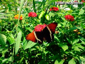 [P34] Hortus Botanicus » foto by Ammelie
 - 
<span class="allrVoted glyphicon glyphicon-heart hidden" id="av623294"></span>
<a class="m-l-10 hidden" id="sv623294" onclick="voting_Foto_DelVot(,623294,1639)" role="button">șterge vot <span class="glyphicon glyphicon-remove"></span></a>
<a id="v9623294" class=" c-red"  onclick="voting_Foto_SetVot(623294)" role="button"><span class="glyphicon glyphicon-heart-empty"></span> <b>LIKE</b> = Votează poza</a> <img class="hidden"  id="f623294W9" src="/imagini/loader.gif" border="0" /><span class="AjErrMes hidden" id="e623294ErM"></span>