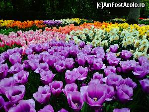 [P48] Keukenhof » foto by Ammelie
 - 
<span class="allrVoted glyphicon glyphicon-heart hidden" id="av623308"></span>
<a class="m-l-10 hidden" id="sv623308" onclick="voting_Foto_DelVot(,623308,1639)" role="button">șterge vot <span class="glyphicon glyphicon-remove"></span></a>
<a id="v9623308" class=" c-red"  onclick="voting_Foto_SetVot(623308)" role="button"><span class="glyphicon glyphicon-heart-empty"></span> <b>LIKE</b> = Votează poza</a> <img class="hidden"  id="f623308W9" src="/imagini/loader.gif" border="0" /><span class="AjErrMes hidden" id="e623308ErM"></span>