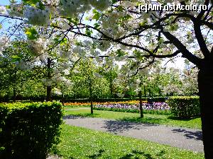[P51] Keukenhof » foto by Ammelie
 - 
<span class="allrVoted glyphicon glyphicon-heart hidden" id="av623311"></span>
<a class="m-l-10 hidden" id="sv623311" onclick="voting_Foto_DelVot(,623311,1639)" role="button">șterge vot <span class="glyphicon glyphicon-remove"></span></a>
<a id="v9623311" class=" c-red"  onclick="voting_Foto_SetVot(623311)" role="button"><span class="glyphicon glyphicon-heart-empty"></span> <b>LIKE</b> = Votează poza</a> <img class="hidden"  id="f623311W9" src="/imagini/loader.gif" border="0" /><span class="AjErrMes hidden" id="e623311ErM"></span>