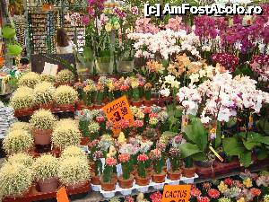 [P14] Vanzare de cactusi -in piata cu flori » foto by mireille
 - 
<span class="allrVoted glyphicon glyphicon-heart hidden" id="av486458"></span>
<a class="m-l-10 hidden" id="sv486458" onclick="voting_Foto_DelVot(,486458,1639)" role="button">șterge vot <span class="glyphicon glyphicon-remove"></span></a>
<a id="v9486458" class=" c-red"  onclick="voting_Foto_SetVot(486458)" role="button"><span class="glyphicon glyphicon-heart-empty"></span> <b>LIKE</b> = Votează poza</a> <img class="hidden"  id="f486458W9" src="/imagini/loader.gif" border="0" /><span class="AjErrMes hidden" id="e486458ErM"></span>