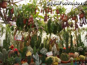 [P17] Plante carnivore printre cactusi... nu as cumpara » foto by mireille
 - 
<span class="allrVoted glyphicon glyphicon-heart hidden" id="av486461"></span>
<a class="m-l-10 hidden" id="sv486461" onclick="voting_Foto_DelVot(,486461,1639)" role="button">șterge vot <span class="glyphicon glyphicon-remove"></span></a>
<a id="v9486461" class=" c-red"  onclick="voting_Foto_SetVot(486461)" role="button"><span class="glyphicon glyphicon-heart-empty"></span> <b>LIKE</b> = Votează poza</a> <img class="hidden"  id="f486461W9" src="/imagini/loader.gif" border="0" /><span class="AjErrMes hidden" id="e486461ErM"></span>