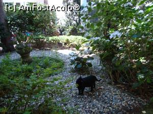 [P14] Gradina interioara de la Zon 's Hofje... pisicile sunt locatare permanente ale acestor resedinte.  » foto by mireille
 - 
<span class="allrVoted glyphicon glyphicon-heart hidden" id="av944674"></span>
<a class="m-l-10 hidden" id="sv944674" onclick="voting_Foto_DelVot(,944674,1639)" role="button">șterge vot <span class="glyphicon glyphicon-remove"></span></a>
<a id="v9944674" class=" c-red"  onclick="voting_Foto_SetVot(944674)" role="button"><span class="glyphicon glyphicon-heart-empty"></span> <b>LIKE</b> = Votează poza</a> <img class="hidden"  id="f944674W9" src="/imagini/loader.gif" border="0" /><span class="AjErrMes hidden" id="e944674ErM"></span>