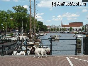 [P41] catel frumos agale si liber in amsterdam » foto by Alb
 - 
<span class="allrVoted glyphicon glyphicon-heart hidden" id="av382692"></span>
<a class="m-l-10 hidden" id="sv382692" onclick="voting_Foto_DelVot(,382692,1639)" role="button">șterge vot <span class="glyphicon glyphicon-remove"></span></a>
<a id="v9382692" class=" c-red"  onclick="voting_Foto_SetVot(382692)" role="button"><span class="glyphicon glyphicon-heart-empty"></span> <b>LIKE</b> = Votează poza</a> <img class="hidden"  id="f382692W9" src="/imagini/loader.gif" border="0" /><span class="AjErrMes hidden" id="e382692ErM"></span>