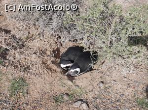 [P11] si-a găsit perechea » foto by robert
 - 
<span class="allrVoted glyphicon glyphicon-heart hidden" id="av1034574"></span>
<a class="m-l-10 hidden" id="sv1034574" onclick="voting_Foto_DelVot(,1034574,1650)" role="button">șterge vot <span class="glyphicon glyphicon-remove"></span></a>
<a id="v91034574" class=" c-red"  onclick="voting_Foto_SetVot(1034574)" role="button"><span class="glyphicon glyphicon-heart-empty"></span> <b>LIKE</b> = Votează poza</a> <img class="hidden"  id="f1034574W9" src="/imagini/loader.gif" border="0" /><span class="AjErrMes hidden" id="e1034574ErM"></span>