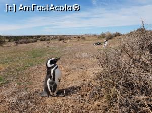 [P13] sunt mândrii nevoie mare » foto by robert
 - 
<span class="allrVoted glyphicon glyphicon-heart hidden" id="av1034577"></span>
<a class="m-l-10 hidden" id="sv1034577" onclick="voting_Foto_DelVot(,1034577,1650)" role="button">șterge vot <span class="glyphicon glyphicon-remove"></span></a>
<a id="v91034577" class=" c-red"  onclick="voting_Foto_SetVot(1034577)" role="button"><span class="glyphicon glyphicon-heart-empty"></span> <b>LIKE</b> = Votează poza</a> <img class="hidden"  id="f1034577W9" src="/imagini/loader.gif" border="0" /><span class="AjErrMes hidden" id="e1034577ErM"></span>