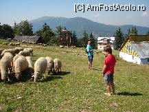 [P13] sunt o multime de oi care trec pe munte » foto by D@vid
 - 
<span class="allrVoted glyphicon glyphicon-heart hidden" id="av90790"></span>
<a class="m-l-10 hidden" id="sv90790" onclick="voting_Foto_DelVot(,90790,1693)" role="button">șterge vot <span class="glyphicon glyphicon-remove"></span></a>
<a id="v990790" class=" c-red"  onclick="voting_Foto_SetVot(90790)" role="button"><span class="glyphicon glyphicon-heart-empty"></span> <b>LIKE</b> = Votează poza</a> <img class="hidden"  id="f90790W9" src="/imagini/loader.gif" border="0" /><span class="AjErrMes hidden" id="e90790ErM"></span>