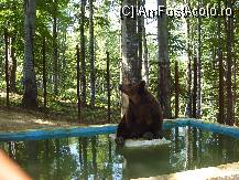 [P14] ursul Balu stand la piscina » foto by D@vid
 - 
<span class="allrVoted glyphicon glyphicon-heart hidden" id="av90793"></span>
<a class="m-l-10 hidden" id="sv90793" onclick="voting_Foto_DelVot(,90793,1693)" role="button">șterge vot <span class="glyphicon glyphicon-remove"></span></a>
<a id="v990793" class=" c-red"  onclick="voting_Foto_SetVot(90793)" role="button"><span class="glyphicon glyphicon-heart-empty"></span> <b>LIKE</b> = Votează poza</a> <img class="hidden"  id="f90793W9" src="/imagini/loader.gif" border="0" /><span class="AjErrMes hidden" id="e90793ErM"></span>